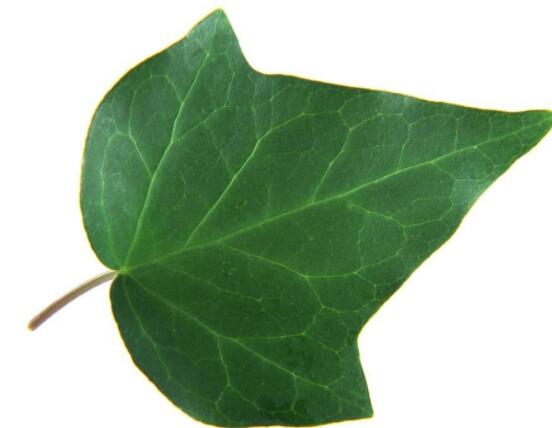 常春藤葉片干枯怎么辦，四種原因以及解決方法