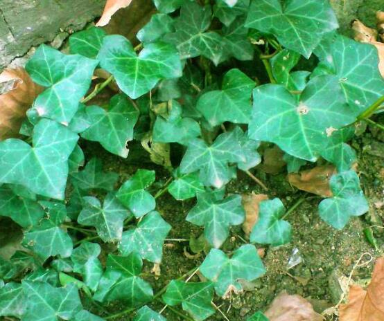 常春藤用淺盆還是深盆，深、淺盆都合適