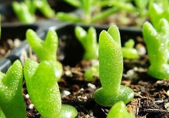 碧光環(huán)秋天怎么養(yǎng)，教你五點(diǎn)重要方法生長(zhǎng)碧綠