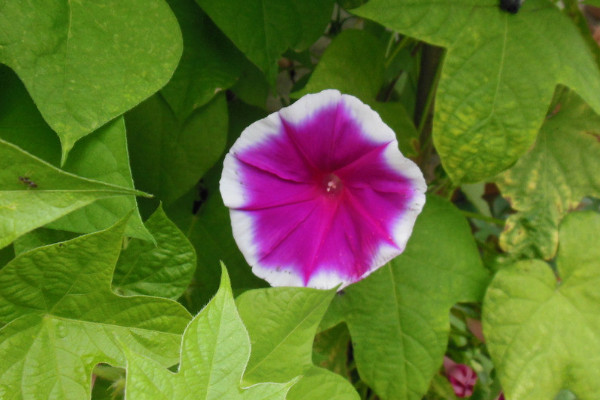 牽牛花要多少天才能開(kāi)花