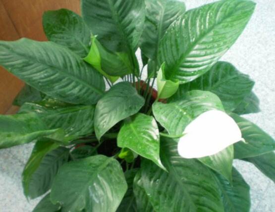 一帆風順水養(yǎng)還是土養(yǎng)，土養(yǎng)最為合適(水養(yǎng)易爛根)