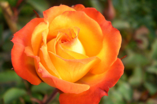 玫瑰花怎么養(yǎng)才不會(huì)枯萎