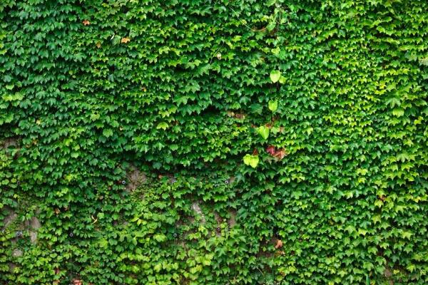 常春藤常見品種，常春藤圖片欣賞