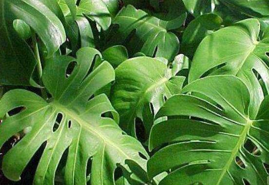 龜背竹黑斑病怎么辦，及時摘除病葉、噴灑藥物/保持通風(fēng)透氣