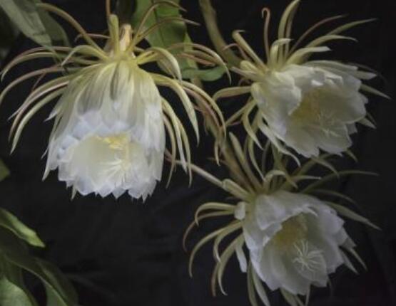 曇花葉插注意事項(xiàng)，只需要注意這五點(diǎn)即可