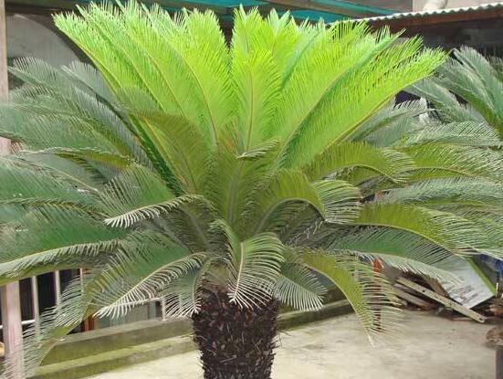 鐵樹葉子發(fā)黃怎么辦，鐵樹葉子發(fā)黃解決辦法