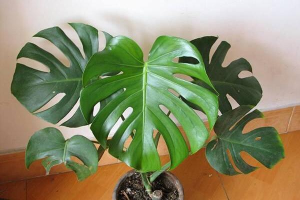 小龜背竹的養(yǎng)殖方法，做好以下五個要點即可