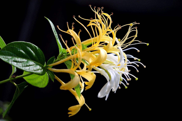 斷腸草和金銀花的區(qū)別，形態(tài)/觸感/花朵/功效不同