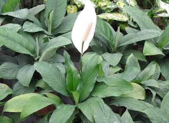 一帆風(fēng)順葉子下垂，四種原因以及解決辦法