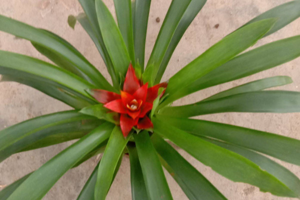 鴻運(yùn)當(dāng)頭冬天花枯萎了咋辦