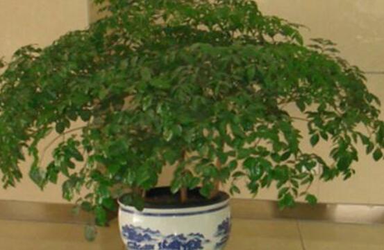 幸福樹葉子一碰就掉，教你四種原因以及解決方法