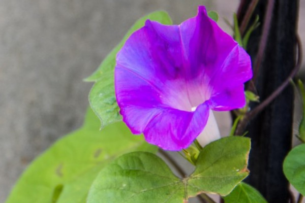 牽?；ㄒ圃匀菀谆顔? src="/nongchan/d/file/20201223/mnmf4o1ewv0.jpg" / data-7OeH="O0O8JB"></p>
<p data-EzIa="7xi9FM">
	牽牛花移栽之后容不容易活，主要和養(yǎng)護(hù)環(huán)境有關(guān)，這個時候最好將其置于半陰通風(fēng)的環(huán)境中養(yǎng)護(hù)一段時間，這樣有利于它快速適應(yīng)新的環(huán)境，一定避免它陽光直射，不然牽?；ň秃苋菀壮霈F(xiàn)枯萎死亡的現(xiàn)象。</p>
<p data-SGPM="phb3Vk">
	<strong data-rbDe="eDtnet">2、水分要求</strong></p>
<p data-Bob2="YkNfzL">
	<img alt=