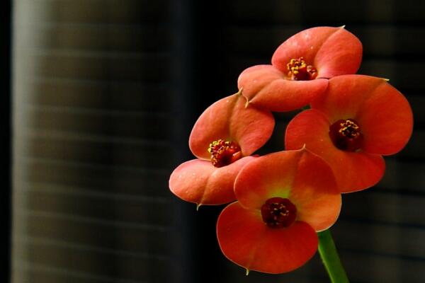 虎刺梅和金剛纂的區(qū)別，通過枝干、葉片、花朵進(jìn)行區(qū)分