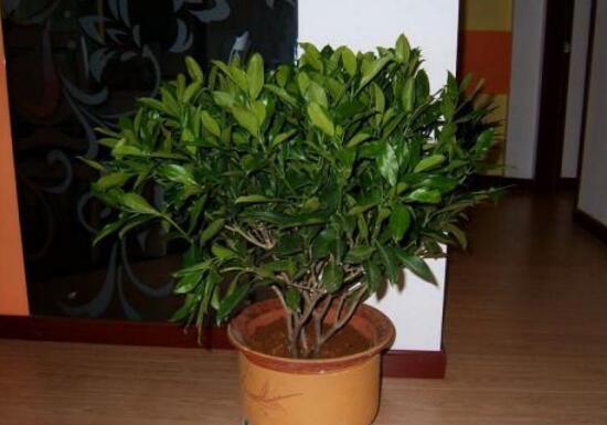 平安樹怎么養(yǎng)才茂盛，平安樹的養(yǎng)殖方法