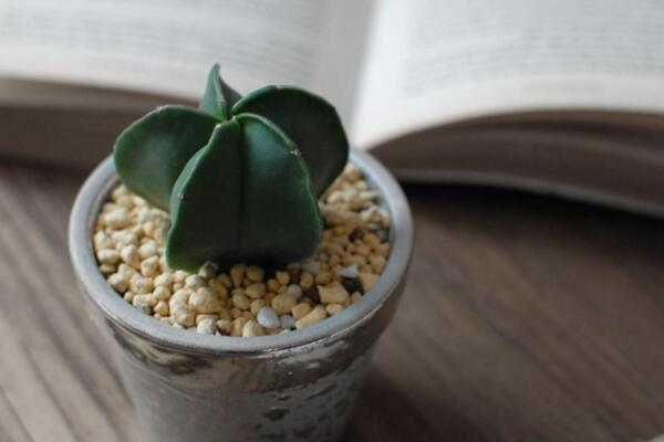 最名貴的仙人球，長相都非常奇特