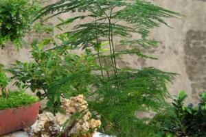 文竹怎么繁殖，播種繁殖/分株繁殖/扦插繁殖