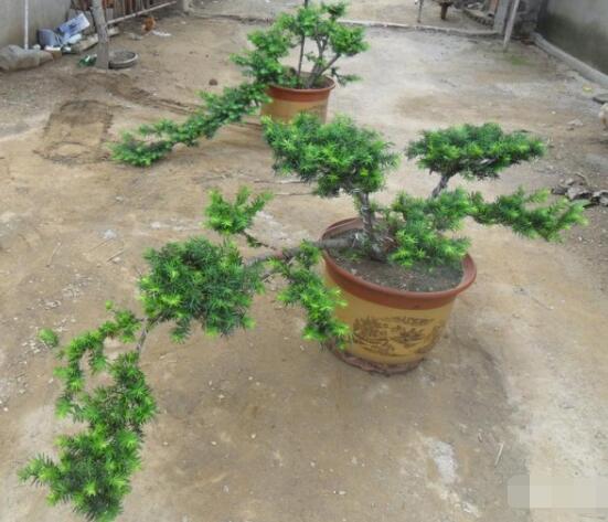 紅豆杉可以種庭院?jiǎn)幔梢?幸福安康，家庭和睦