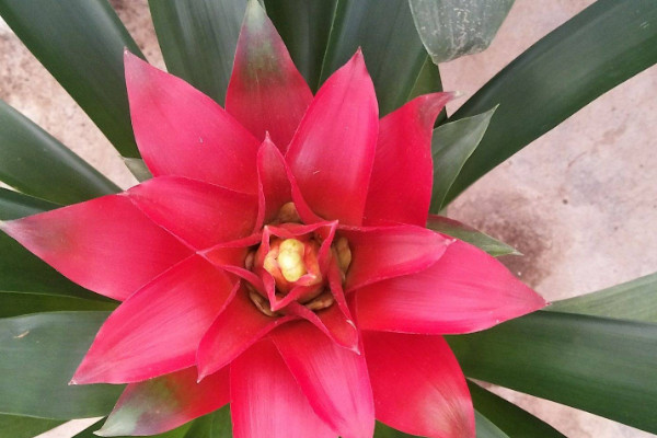 鴻運當(dāng)頭冬天好養(yǎng)嗎