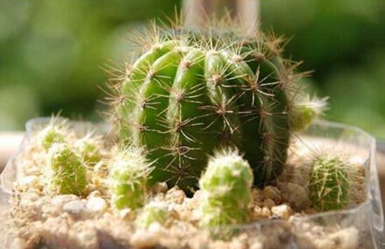 仙人球怎么施肥，仙人球施肥注意事項(xiàng)