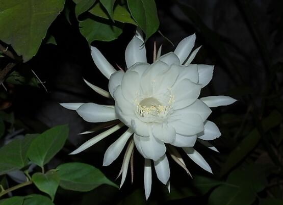 家里養(yǎng)曇花吉利嗎，好運來臨、驚喜不斷(吉祥如意)