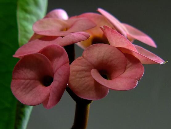 虎刺梅花瓣有毒嗎，皮膚接觸紅腫發(fā)癢/誤食惡心嘔吐