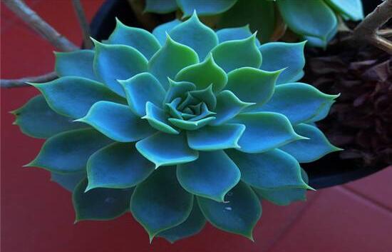 寶石花怎么繁殖，老農(nóng)總結(jié)四種繁殖方法(播種繁殖簡單易學(xué))