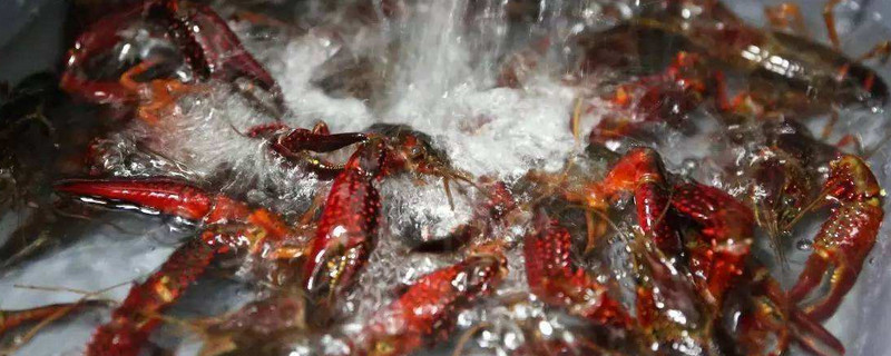 小龍蝦的繁殖期是什么時候