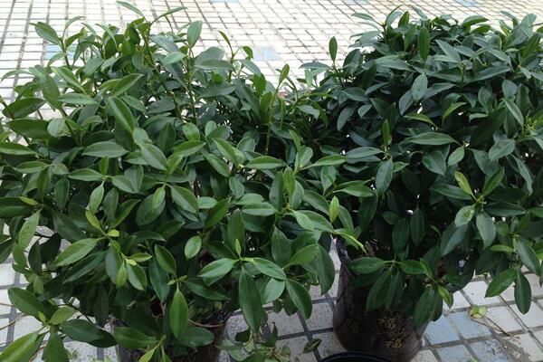 平安樹怎么播種繁殖，以下幾點(diǎn)可以大大增加其成活率