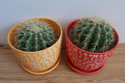 仙人球可以用沙子養(yǎng)嗎，光使用沙子是養(yǎng)不活的