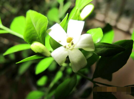 九里香盆景修剪，老農(nóng)總結(jié)四大基本步驟(摘心/摘芽/修枝/摘葉)