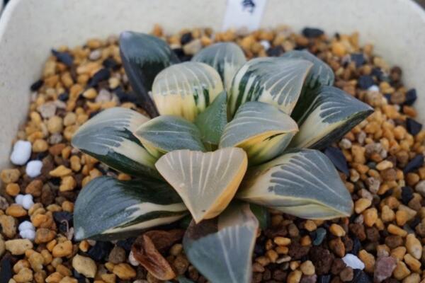 徒長多肉怎么木質化