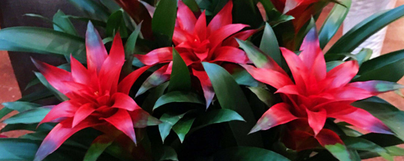 鴻運(yùn)當(dāng)頭的花有毒嗎