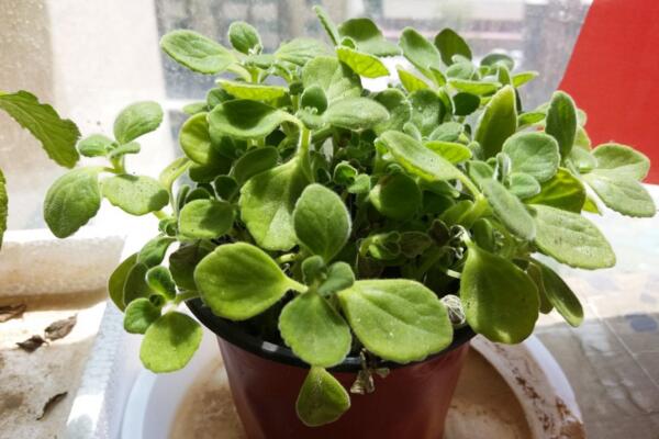 碰碰香夏天能暴曬嗎，暴曬很容易導(dǎo)致植株枯萎甚至死亡