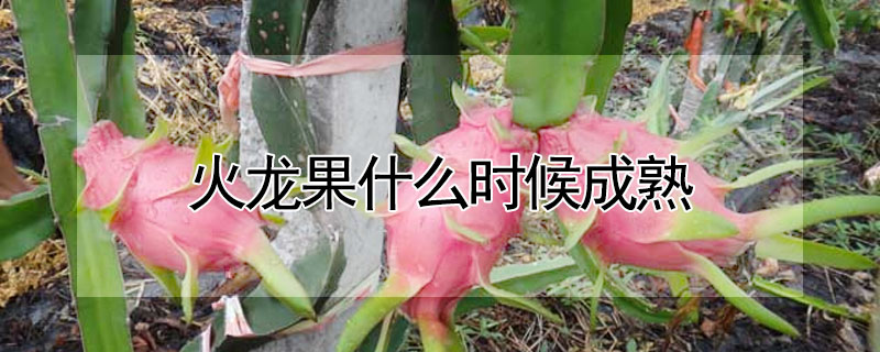 火龍果什么時(shí)候成熟