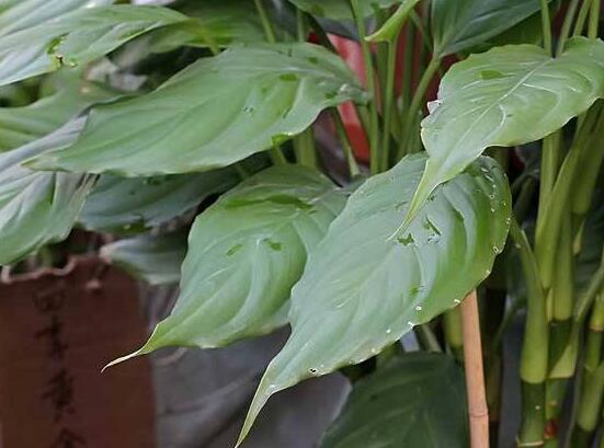 萬年青的象征意義，象征著健康長壽，福如東海