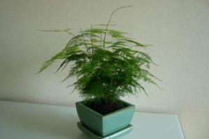 文竹怎么養(yǎng)才能更旺盛，提供充足散射光及時(shí)施肥