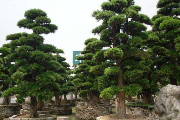 十大羅漢松品種，羅漢松常見品種介紹