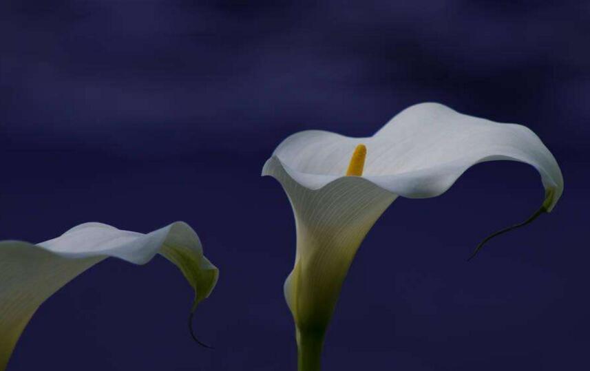 白馬蹄蓮花語是什么，寓意著忠貞不渝的愛情