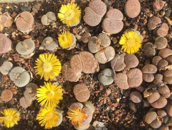 生石花怎么養(yǎng)護(hù)，做好五點生長美觀茂盛