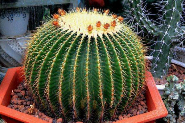 仙人球可以用沙子養(yǎng)嗎，光使用沙子是養(yǎng)不活的