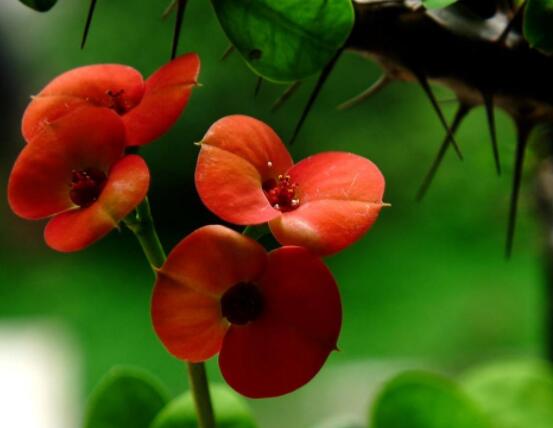 虎刺梅病蟲害及防治，根腐病與介殼蟲最為常見