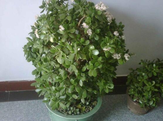 玉樹花幾年開花，掌握五大要點可年年開花