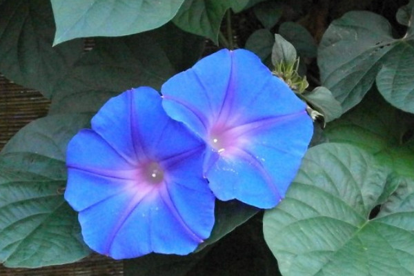 牽?；ㄩ_花后要修剪嗎