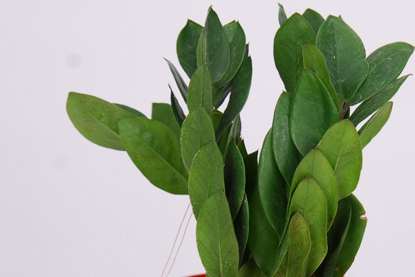 金錢(qián)樹(shù)夏天葉子發(fā)黃怎么辦