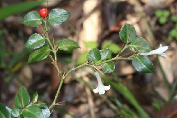 怎么區(qū)分虎刺和虎刺梅，虎刺與虎刺梅的5大不同