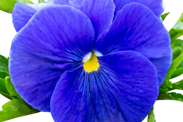 紫羅蘭的養(yǎng)護方法