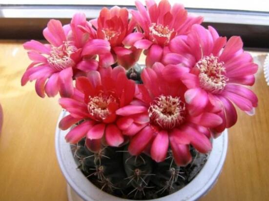 哪種仙人球開花最漂亮，令箭荷花欣賞價(jià)值最高