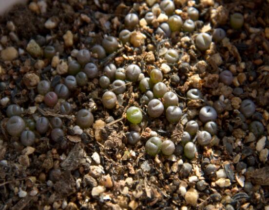 生石花怎么繁殖，最常用兩種繁殖方法(播種與分株)