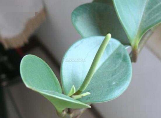 碧玉花的扦插方法圖解，教你五個(gè)扦插便可爆盆好方法