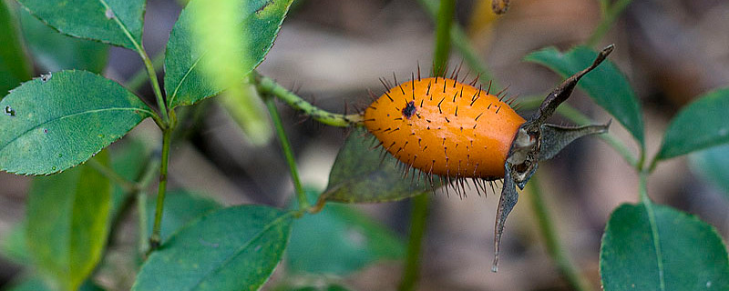 金櫻子老枝扦插技術